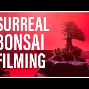 Surreal Filming of a Bonsai Tree Masterpiece