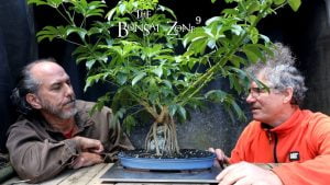 Root Over Rock and Giant Ficus with Ross, Part 1, The Bonsai Zone, Sept 2022