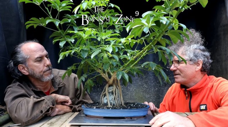 Root Over Rock and Giant Ficus with Ross, Part 1, The Bonsai Zone, Sept 2022