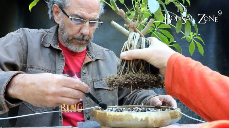 Root Over Rock and Giant Ficus with Ross, Part 2, The Bonsai Zone, Sept 2022