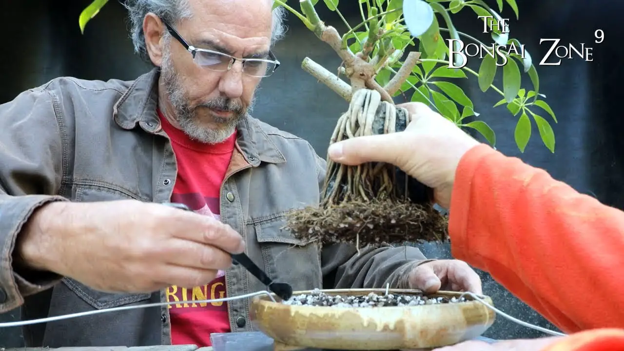 Root Over Rock and Giant Ficus with Ross, Part 2, The Bonsai Zone, Sept 2022