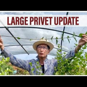 Update: Large Privet Bonsai