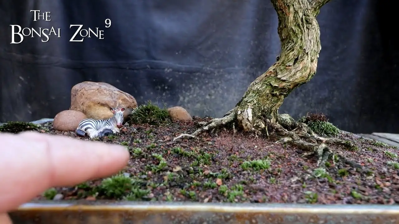 My Serissa and Chinese Village Penjing, Show Prep, Part 1, The Bonsai Zone, Oct 2022