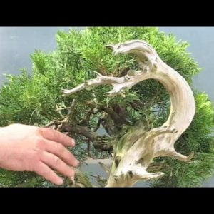 Copy of Bonsai Demonstration - A garden juniper becomes a bonsai tree - Part 1