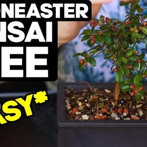 How to Make Cotoneaster Bonsai *EASY* 🌳Pruning and Shaping Ideas