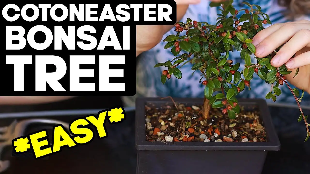 How to Make Cotoneaster Bonsai *EASY* 🌳Pruning and Shaping Ideas