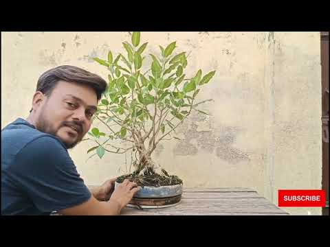 Repotting of Ficus Virens Bonsai | पाकड़ का बोनसाई | Indian Bonsai Zone, July 22