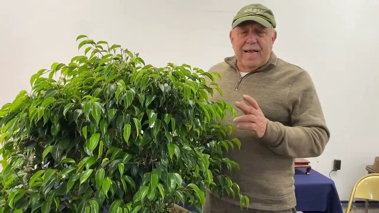 How to Create a Ficus Bonsai on a Rock - Watch Explainer Video Part 1