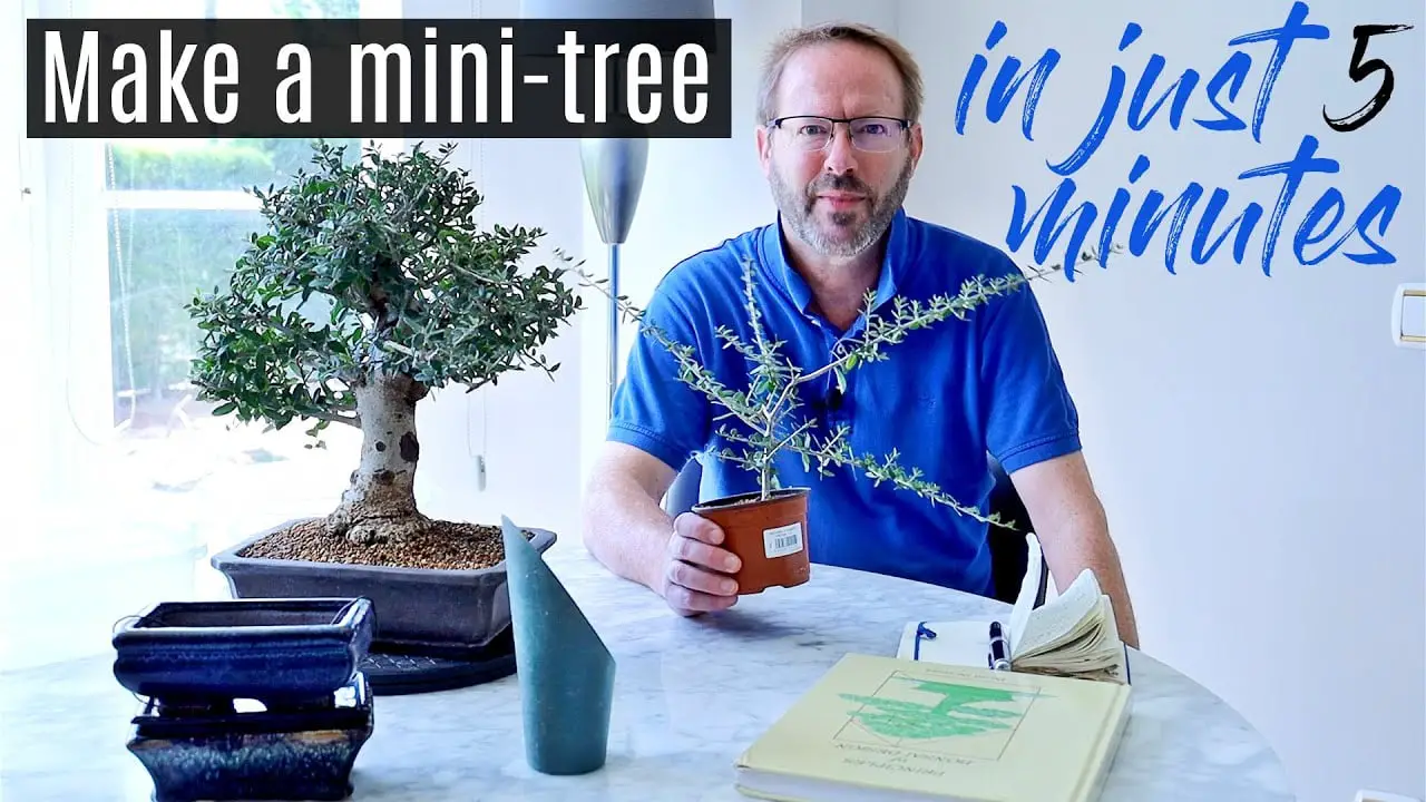 Grow Your Own Bonsai Tree