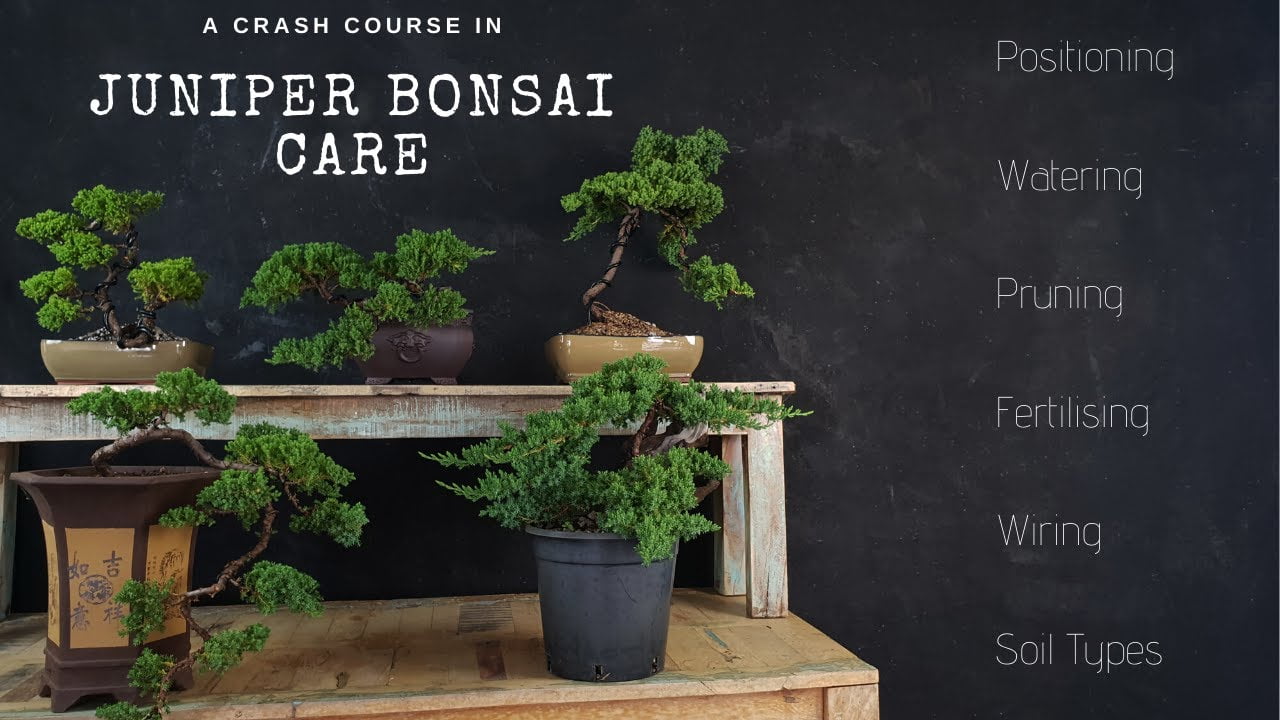 We're going to jump into a topic that I probably should have started with on the channel. But it's how to juniper bonsai care for beginners - and this is mainly for the people out there that are starting off that maybe get a gift tree.