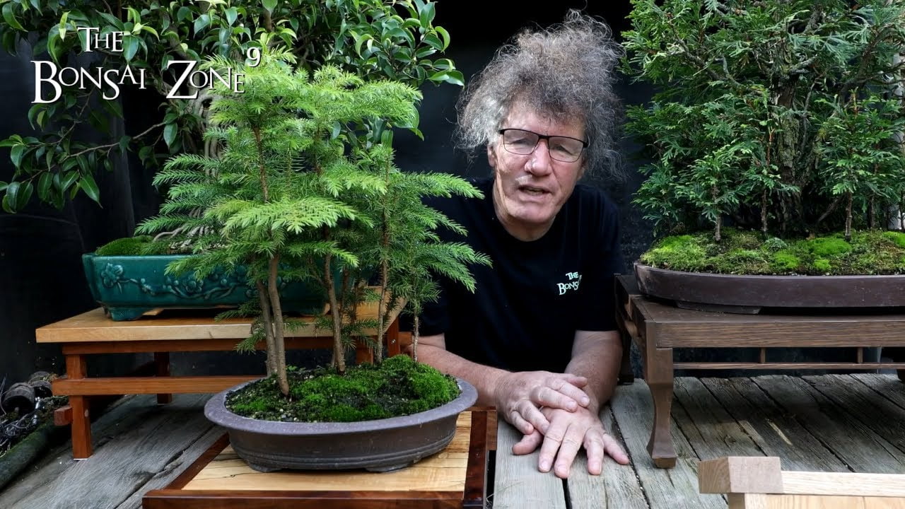 A Busy Bonsai Weekend, The Bonsai Zone, Oct 2022