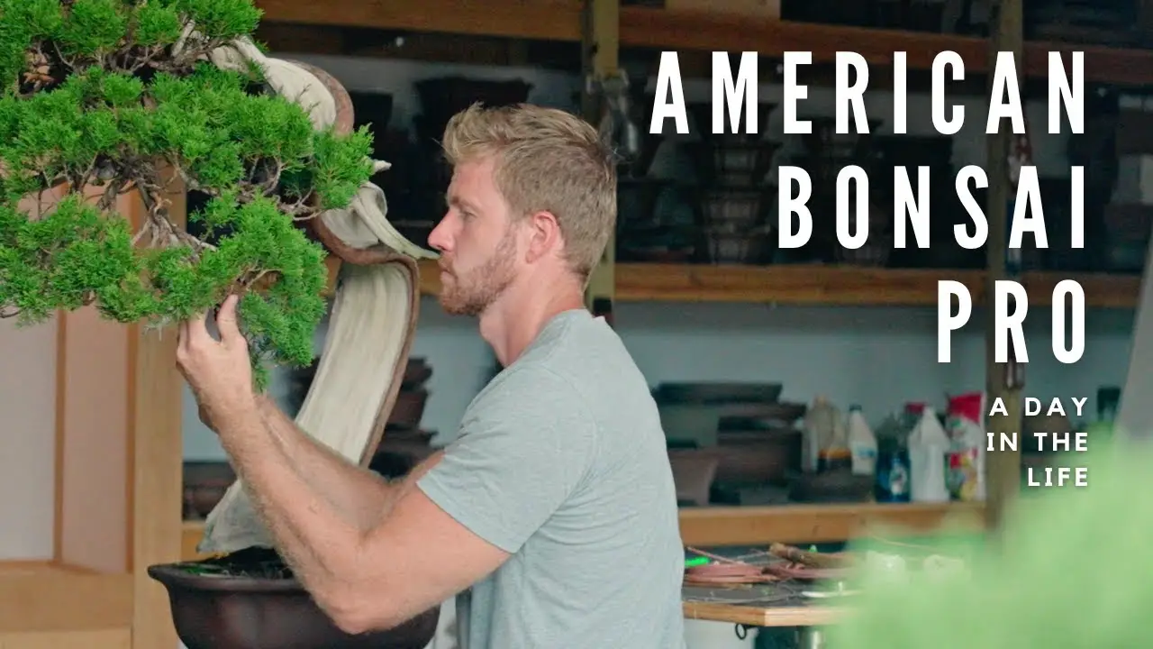 A Day in the Life of a BONSAI Professional in America