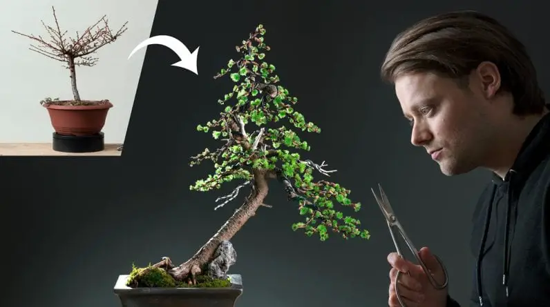 A Japanese Larch Becomes a Bonsai