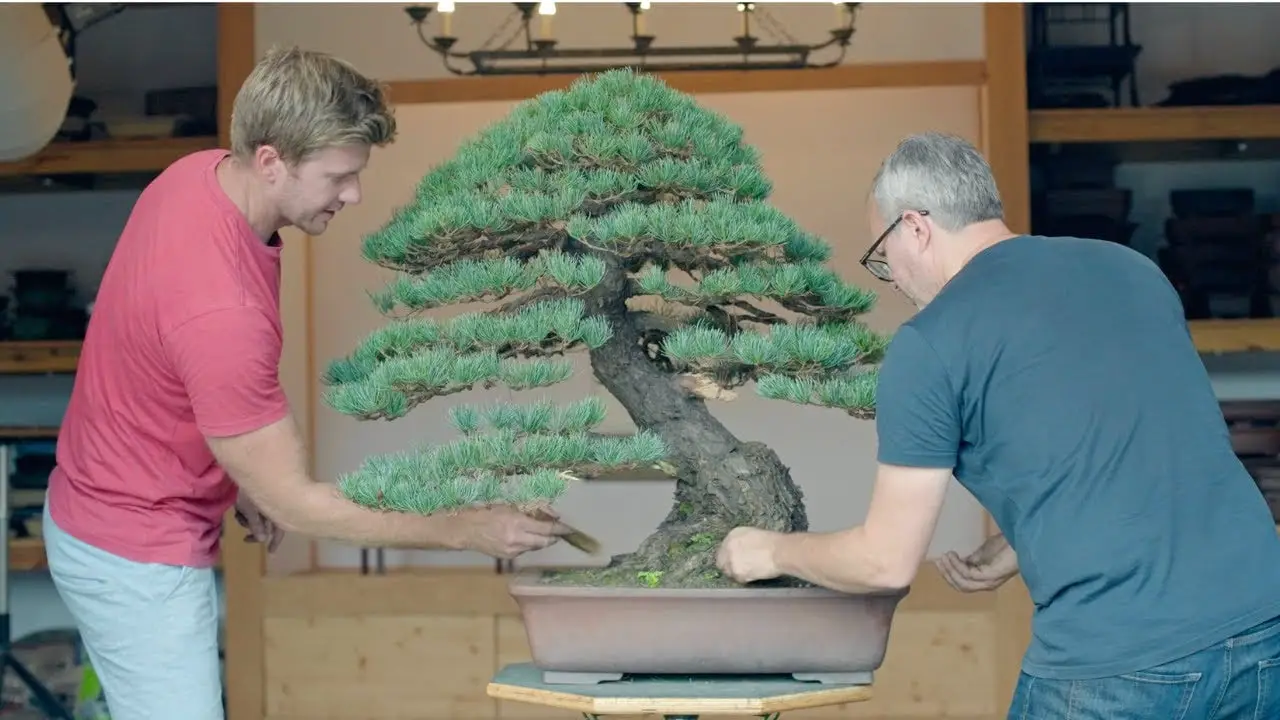 A Legacy Tree from Daizo Iwasaki | WHITE PINE BONSAI STYLING