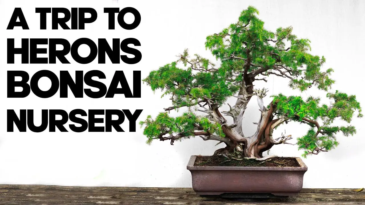 A Trip To Herons Bonsai Nursery - Bonsai Vlog #1