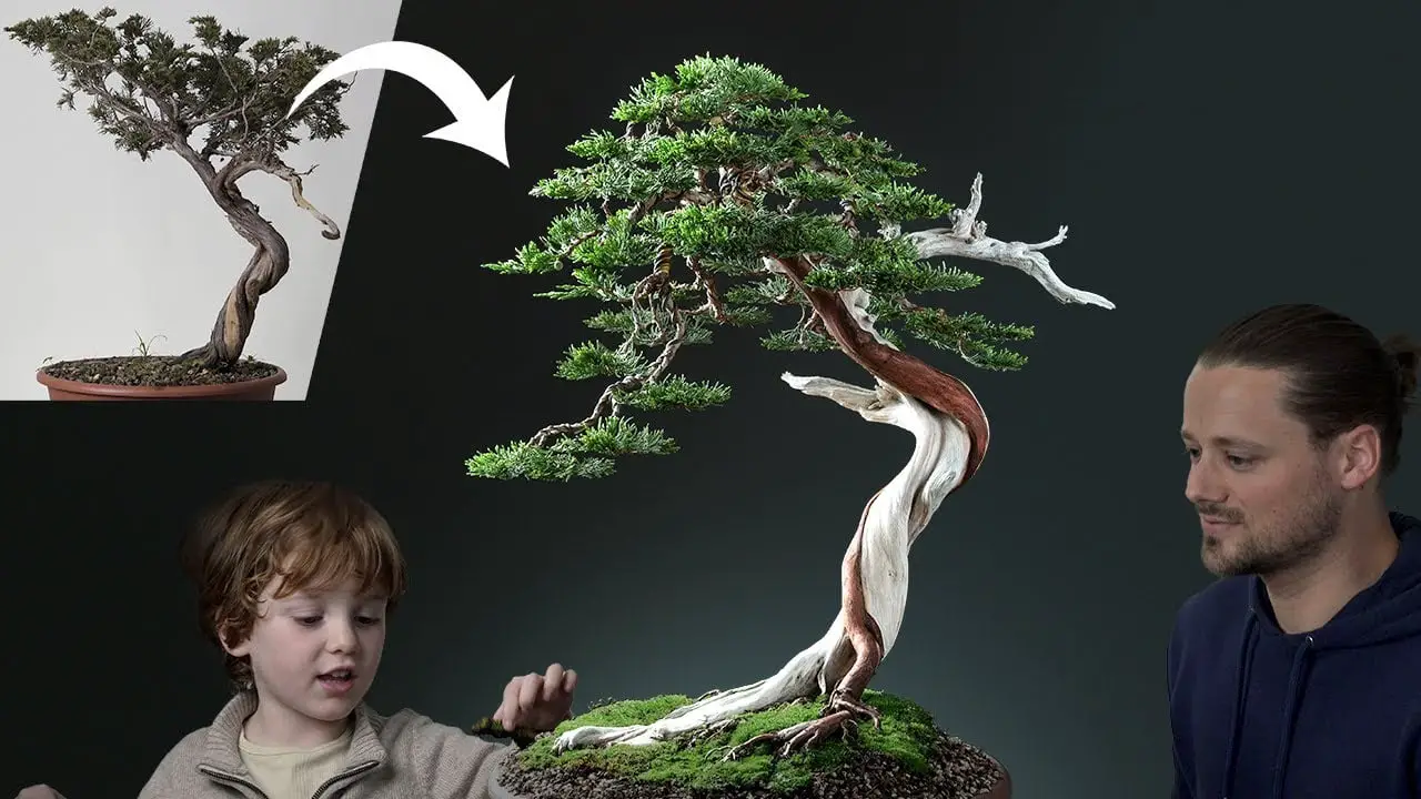 A Wild Tree (Yamadori) Becomes a Bonsai