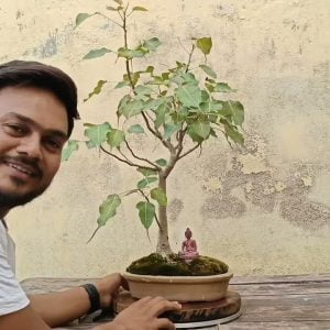 Ficus Religiosa Bonsai | पीपल का बोनसाई | Indian Bonsai Zone, May 2022