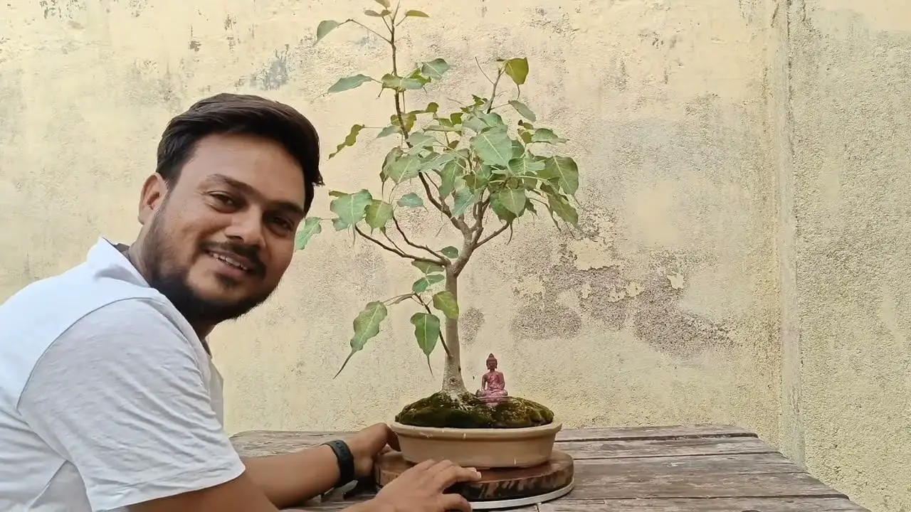 Ficus Religiosa Bonsai | पीपल का बोनसाई | Indian Bonsai Zone, May 2022