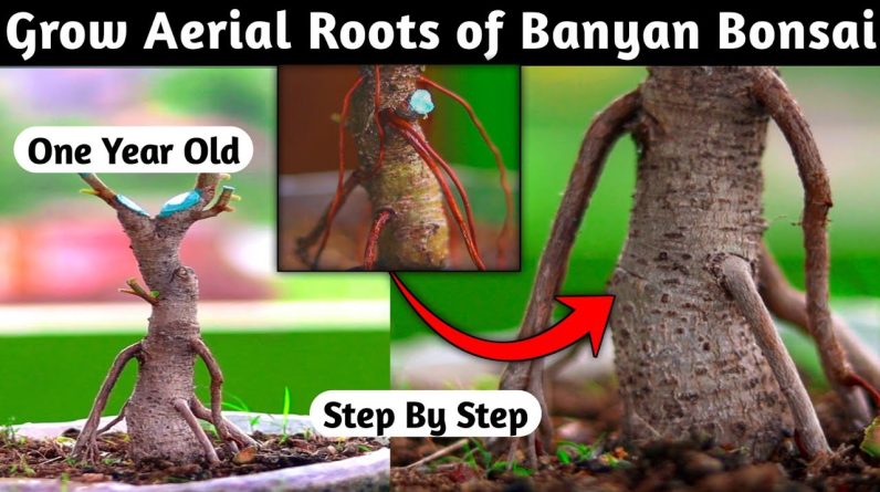 Aerial Roots of Banyan Bonsai Works