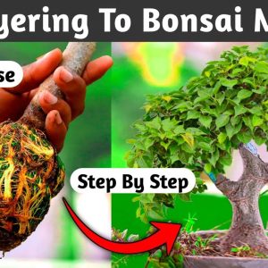 Air Layering To Bonsai Making Process