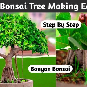 Banyan Bonsai Tree Making Easy Way