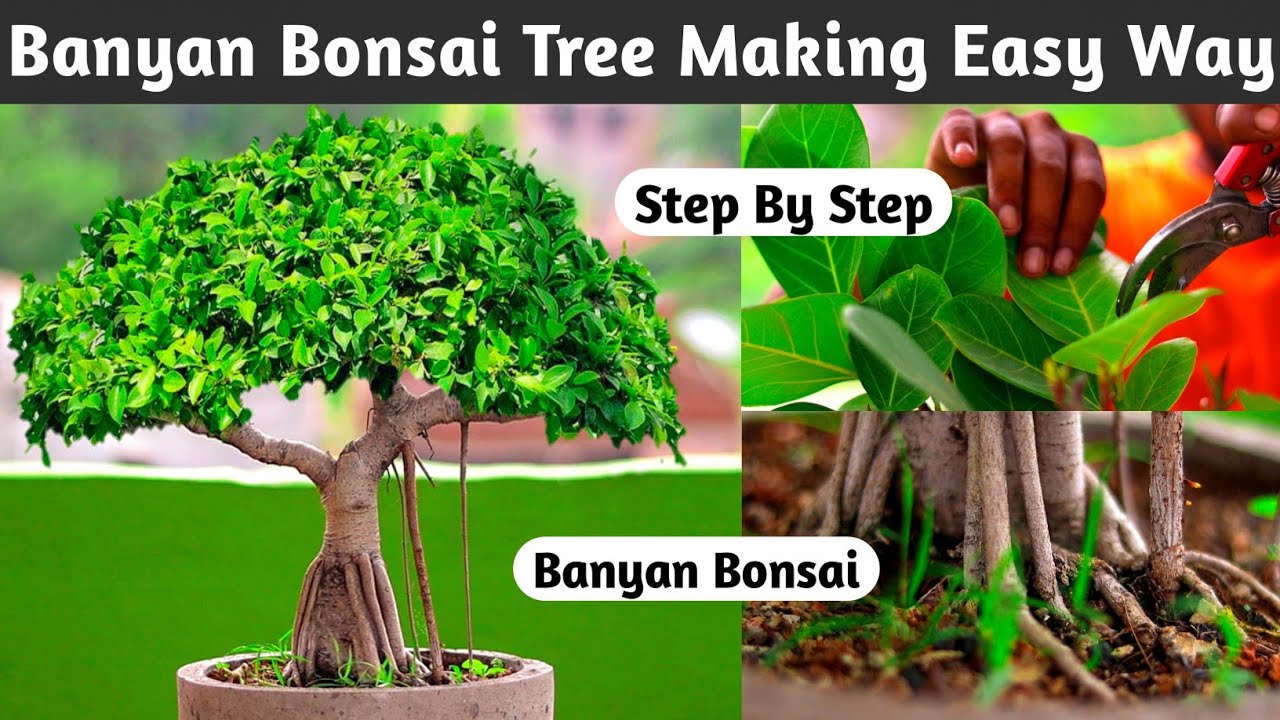 Banyan Bonsai Tree Making Easy Way