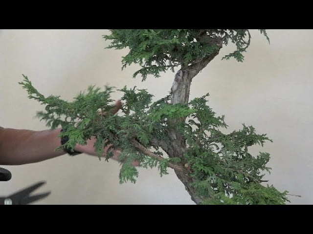 Big Hinoki Cypress 