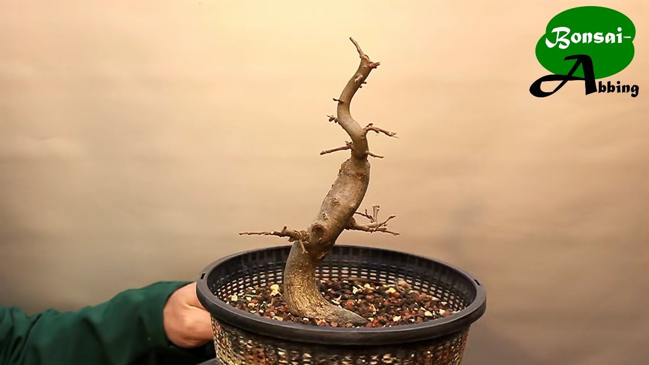 Bonsai: Der geliehene Orientale und die Auszeit