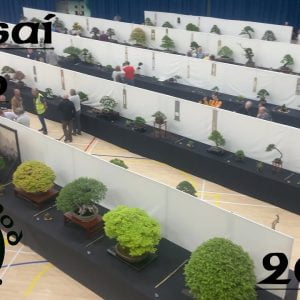 Bonsai Expo 2022 - Greenwood Bonsai