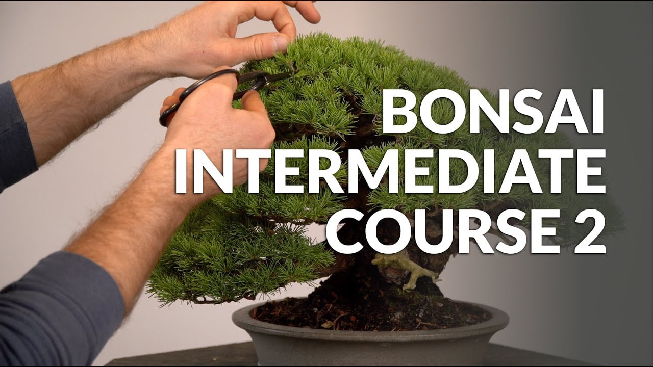 Bonsai Intermediate Course 2 - trailer