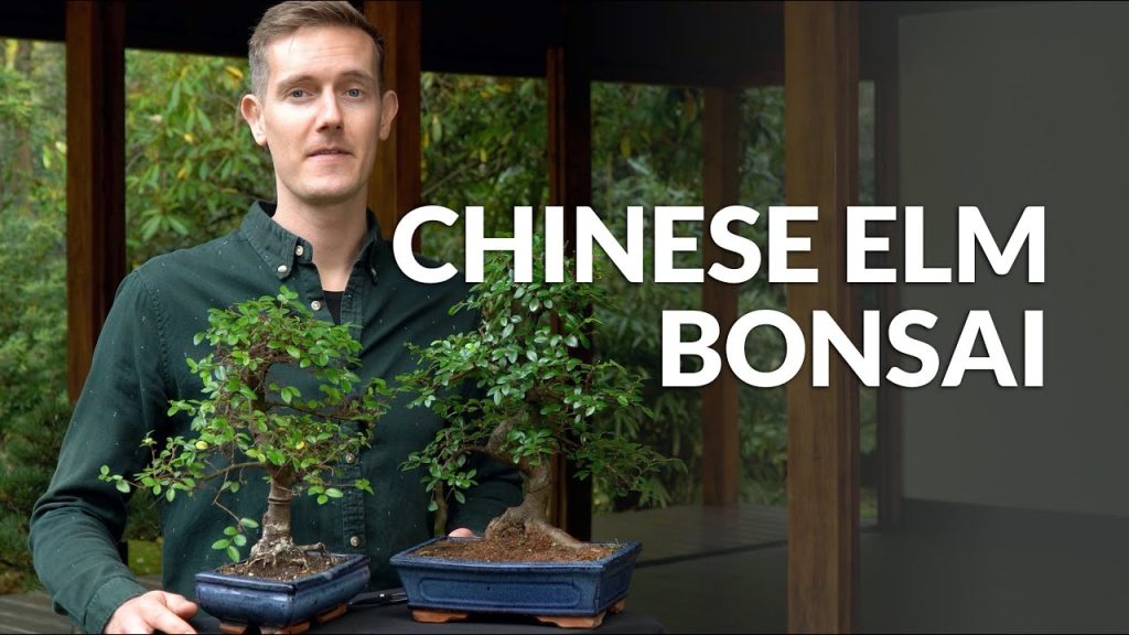 Chinese Elm Bonsai care (Ulmus)