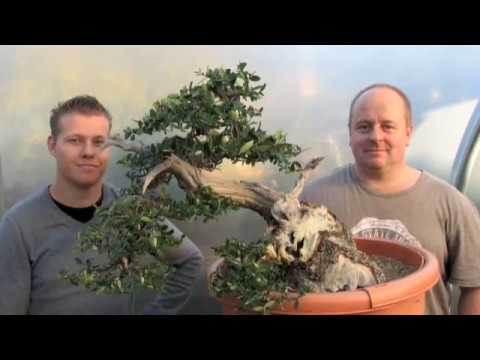 Copy of Creating Bonsai from an Olive Tree Stump