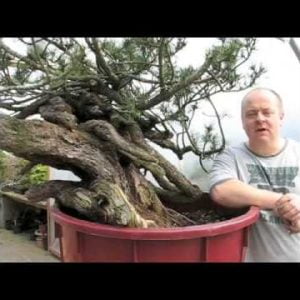 Copy of Man Size Bonsai - Mugo Pine Re-pot