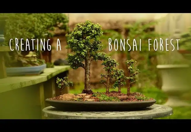 Creating a Portulacaria afra Forest Bonsai - Little Jade Bonsai