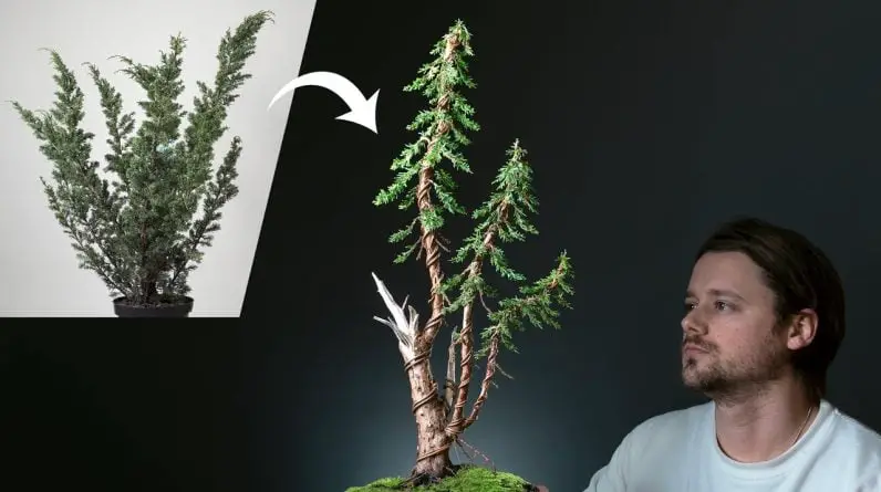 Creating an 'Instant' Bonsai Tree