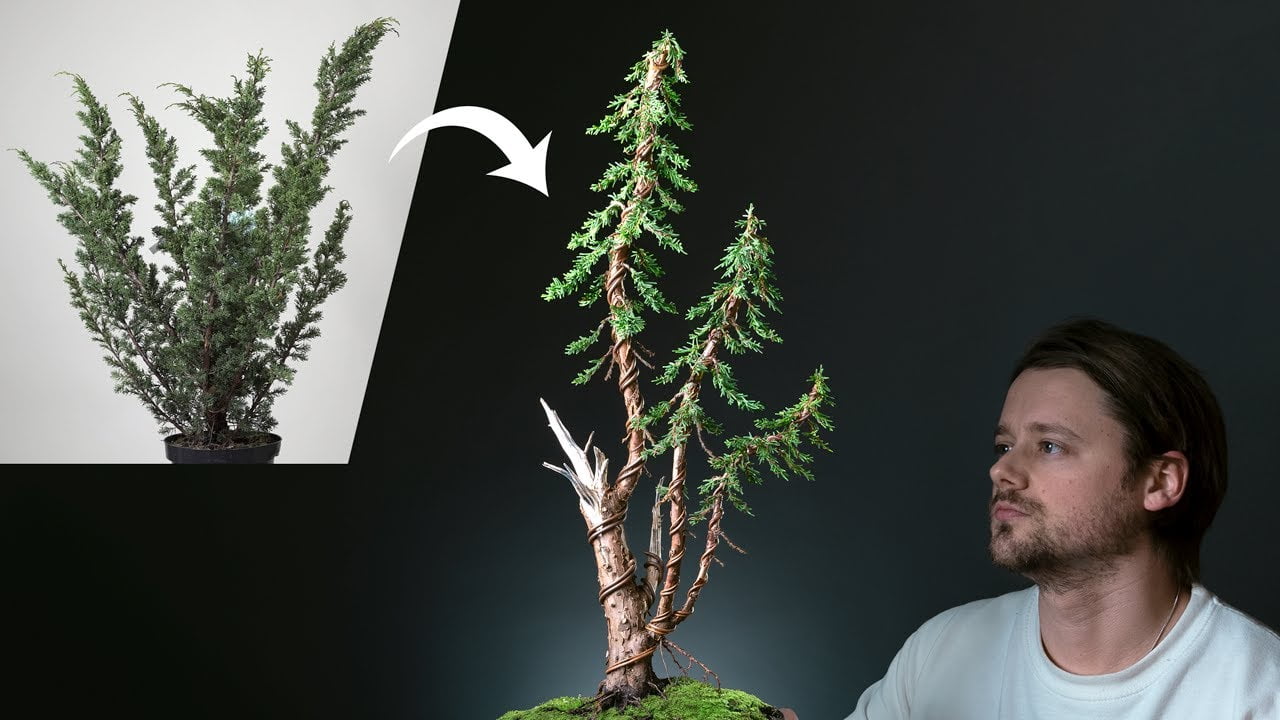 Creating an 'Instant' Bonsai Tree