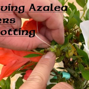 Deadheading, Pruning & Potting Azalea Bonsai - Greenwood Bonsai