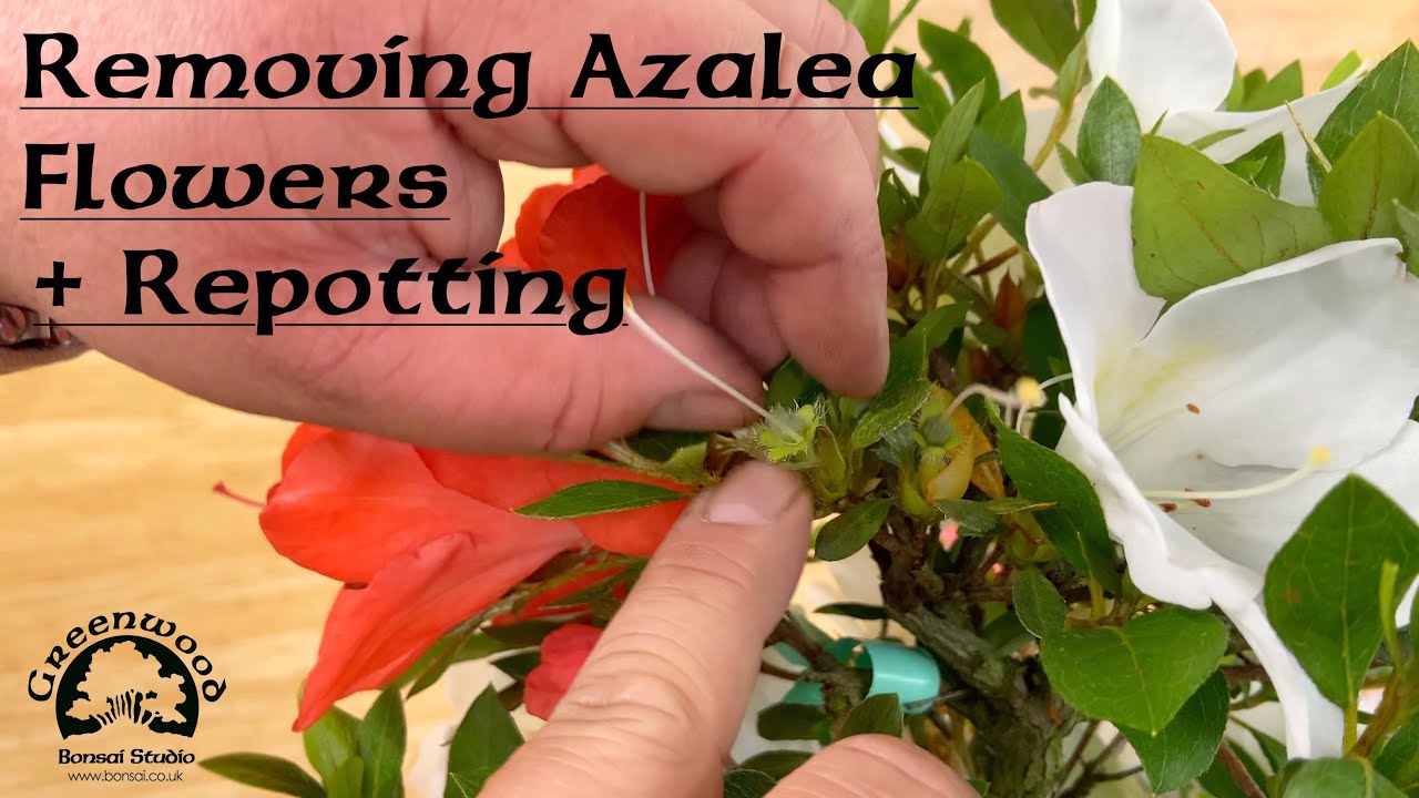 Deadheading, Pruning & Potting Azalea Bonsai - Greenwood Bonsai