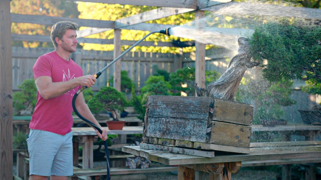 Do THIS to your Bonsai in Autumn