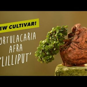 Introducing the new miniature cultivar: Portulacaria Afra 'Lilliput' - By Little Jade Bonsai