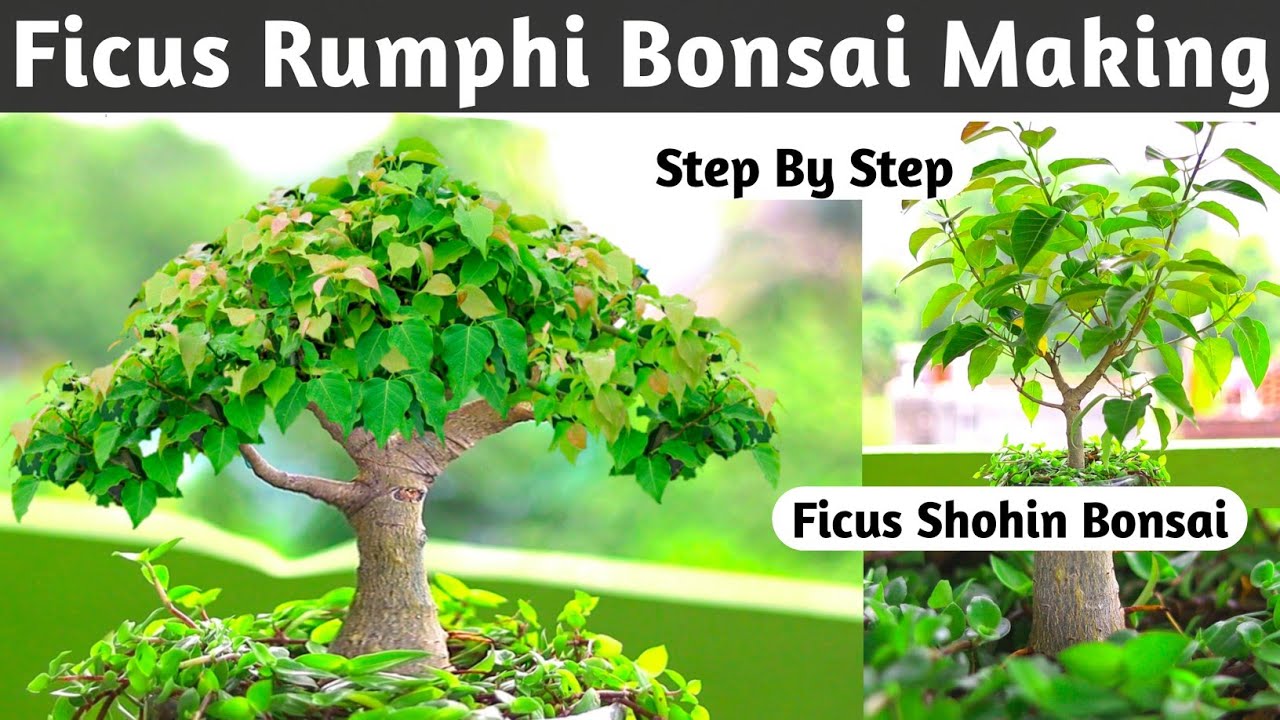 Ficus Rumphi Bonsai Making works