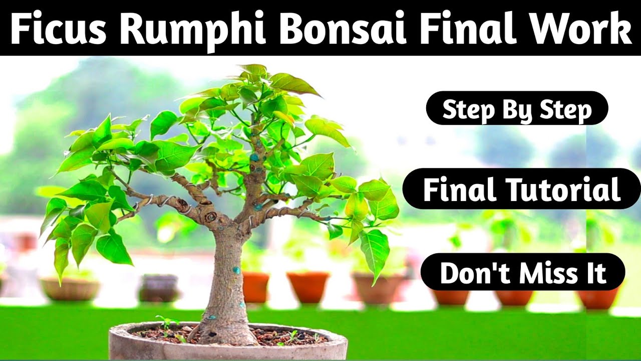 Ficus Rumphi Pakur Bonsai Final Work