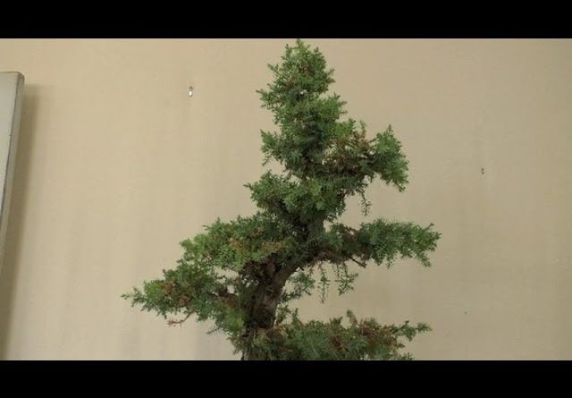 Foemina Junipers Need a Trim August 2022