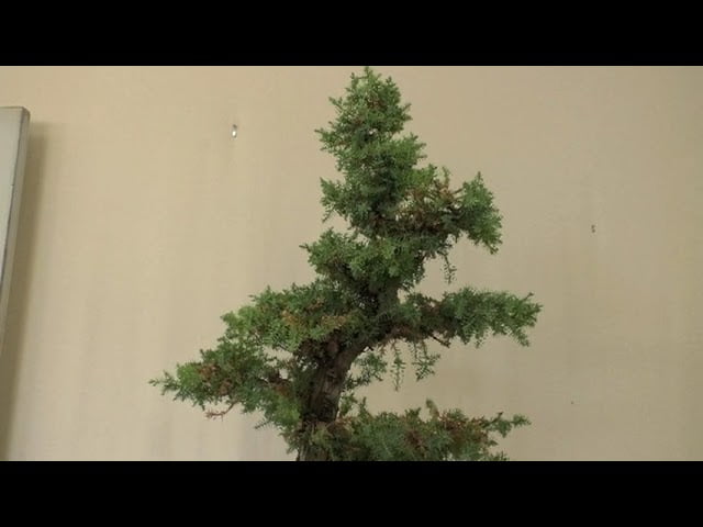 Foemina Junipers Need a Trim August 2022