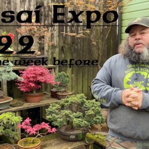 Getting Ready for Bonsai EXPO 2022 - Greenwood Bonsai