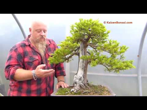 Graham Potter Repots Taxus Bonsai... in Shorts