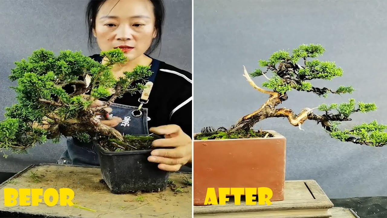 How to bend a bonsai - great bonsai bending skills #222