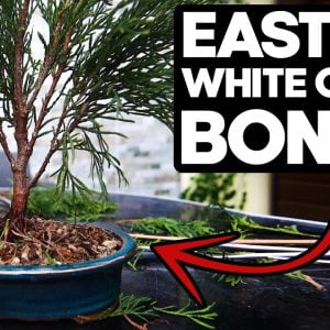 How to Bonsai an Eastern White Cedar🌲(Thuja Occidentalis)