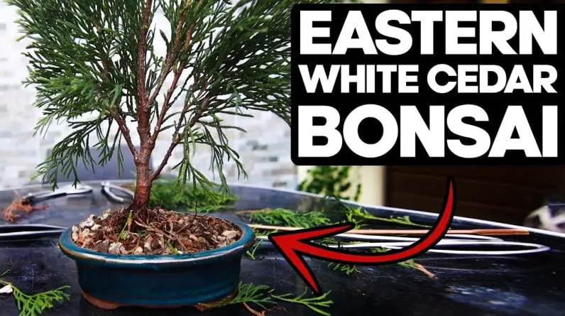 How to Bonsai an Eastern White Cedar🌲(Thuja Occidentalis)