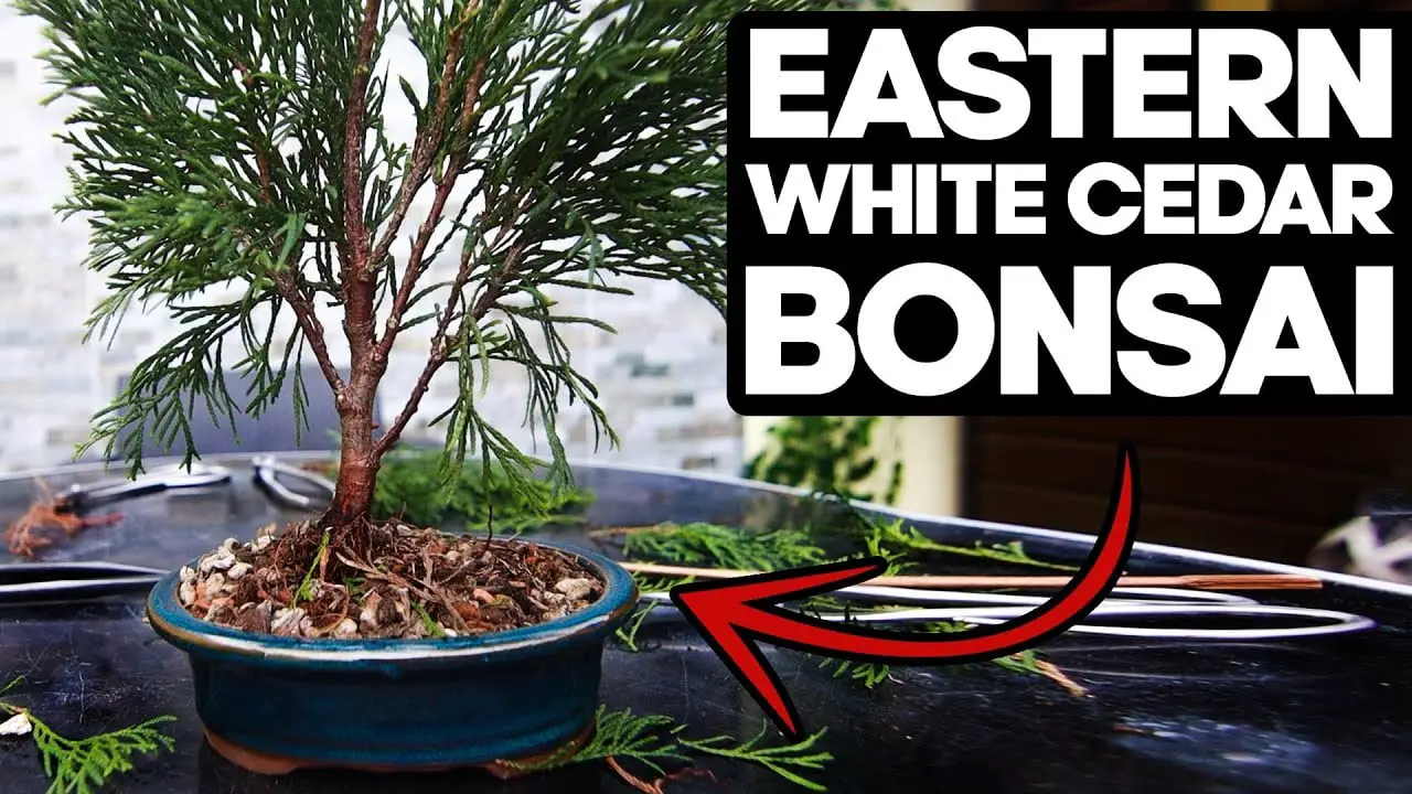 How to Bonsai an Eastern White Cedar🌲(Thuja Occidentalis)